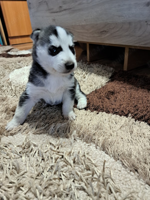 Vand Husky Siberian mascul
