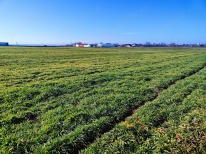 Vând 43000mp teren intravilan pretabil parc fotovoltaic sau construcții civile și industriale. - imagine 7