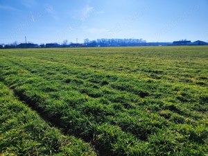 Vând 43000mp teren intravilan pretabil parc fotovoltaic sau construcții civile și industriale. - imagine 8