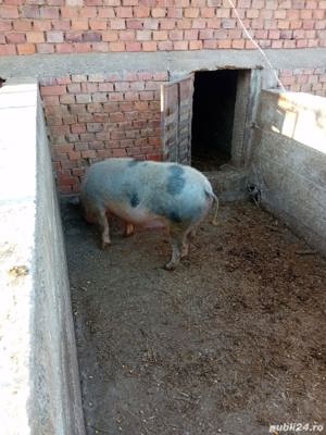 Scroafa de vanzare 
