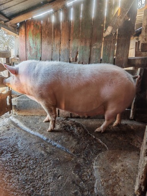 Vând   porci
