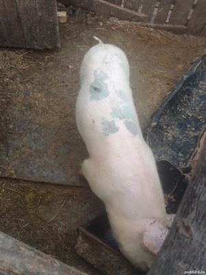 porci