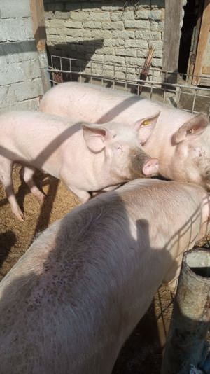 Vând porci crescuți bio!