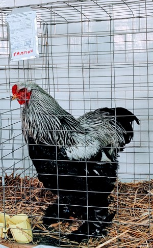 Vând cocoși Brahma Herminat Închis  - imagine 4