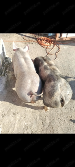 Rasă casă masă ajut cu transport  - imagine 2