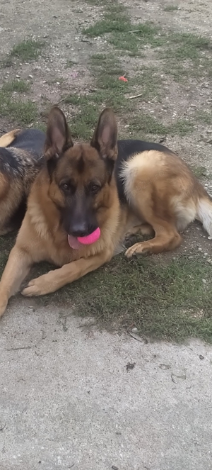 Ciobănesc german frumos 