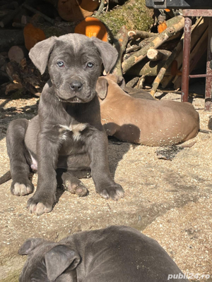 catelusi cane corso italiano 