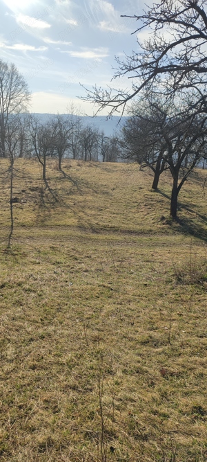 Vând teren cu vie in Dumbrăvița (Baia Mare)