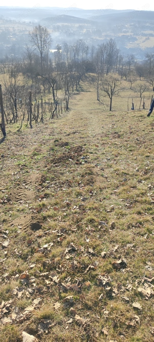 Vând teren cu vie in Dumbrăvița (Baia Mare) - imagine 8