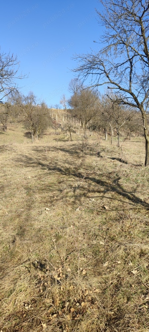 Vând teren cu vie in Dumbrăvița (Baia Mare) - imagine 2