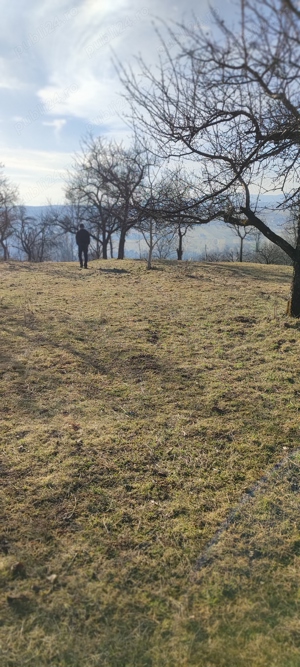 Vând teren cu vie in Dumbrăvița (Baia Mare) - imagine 10