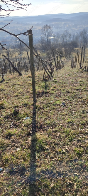 Vând teren cu vie in Dumbrăvița (Baia Mare) - imagine 7