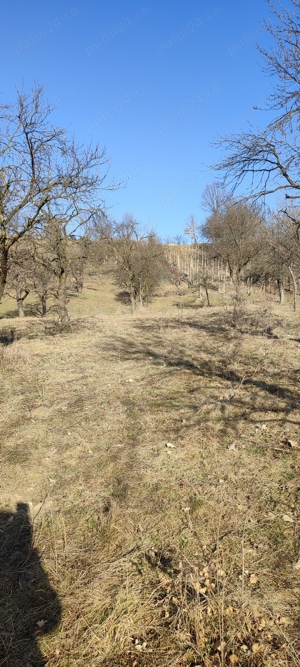 Vând teren cu vie in Dumbrăvița (Baia Mare) - imagine 12