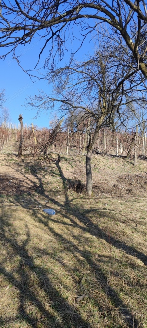 Vând teren cu vie in Dumbrăvița (Baia Mare) - imagine 3