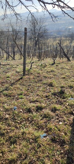 Vând teren cu vie in Dumbrăvița (Baia Mare) - imagine 15