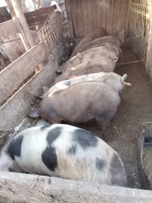 Porci de vanzare 