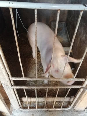 Vînd un șeldeu de 6 luni landras cu marele alb are aprox 75 de kg nu ieste castrat. 