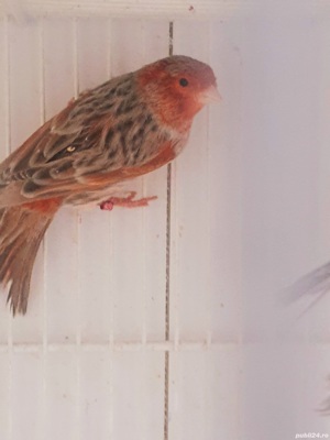 vand canari  - imagine 5 vand canari  - imagine 5