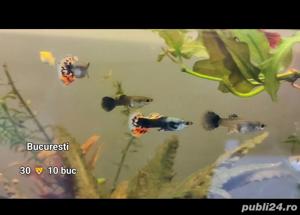 Pesti Guppy mozaic ieftini