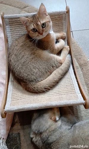 british shorthair,Asigur transport!