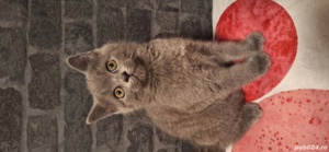 Pui British Shorthair 