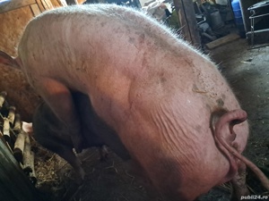 acazie vieri și  scrofite gestante 