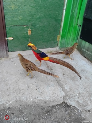 fazani auriu pe rosu - imagine 5