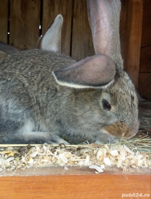 Iepuri de urias pui și maturi  - imagine 4