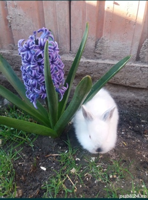 Diferite rase de iepuri  - imagine 4