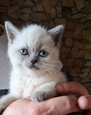 British shorthair colorpoint 