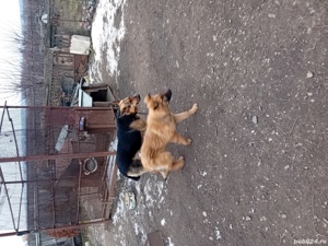 Vand CĂȚEI si căni ciobănesc belgian și german  - imagine 4 Vand CĂȚEI si căni ciobănesc belgian și german  - imagine 4