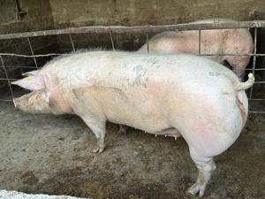 Vând porci