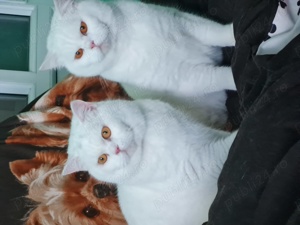 BRITISH Shorthair White  1an și 2 luni masculi,nu sunt castrati
