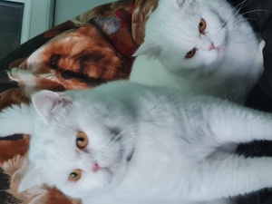 BRITISH Shorthair White  1an și 2 luni masculi,nu sunt castrati - imagine 2