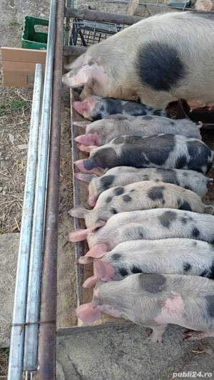 Porci