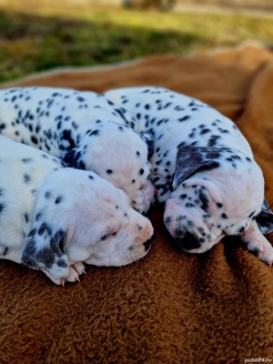 Dalmatieni  - imagine 2