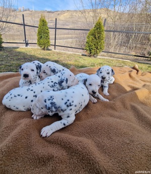 Dalmatieni  - imagine 3