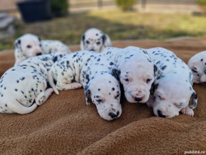 Dalmatieni  - imagine 4