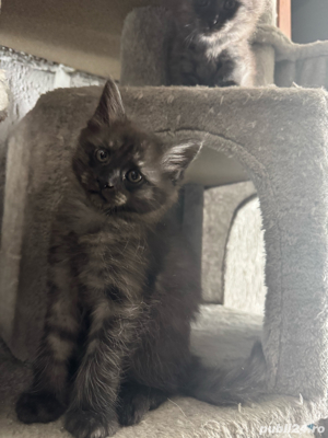 vand pui rasa Maine Coon  - imagine 1
