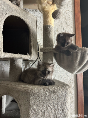 vand pui rasa Maine Coon  - imagine 3