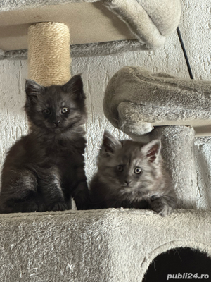 vand pui rasa Maine Coon  - imagine 5