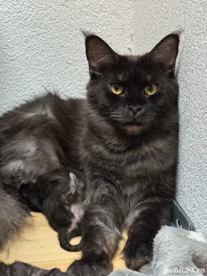 vand pui rasa Maine Coon  - imagine 4