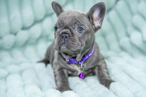 Bulldog Francez - blue cu ochii albastri - Transport in tara - buldog francez