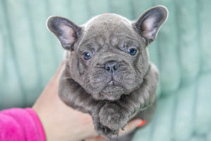 Bulldog Francez - blue cu ochii albastri - Transport in tara - buldog francez