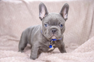 Bulldog Francez - blue cu ochii albastri - Transport in tara - buldog francez