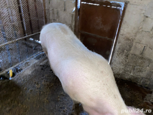 Porci