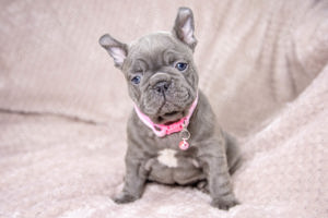 Bulldog Francez - blue cu ochii albastri - Transport in tara - buldog francez
