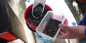 Presa de ulei de nuca electrica alimentare 220 V