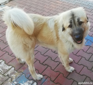 Caut femela talie mare