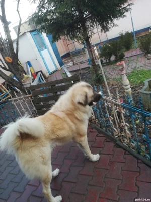 Caut femela talie mare - imagine 2